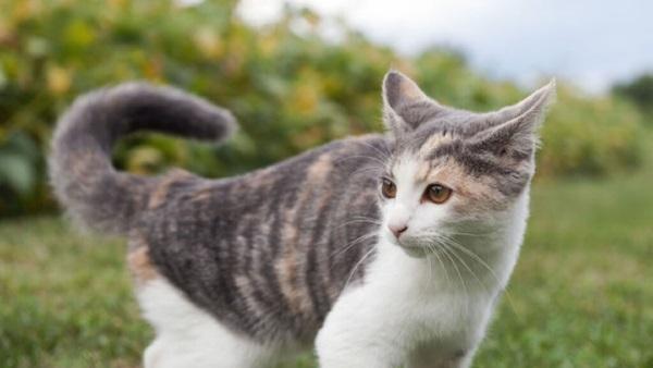 Imagen El Gobierno de Sanse asegura la alimentación de las colonias felinas controladas durante el Coronavirus