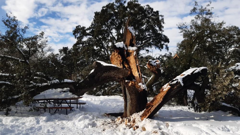 Imagen La Comunidad de Madrid, tras el temporal `Filomena´,  prohíbe el uso de las zonas forestales por el peligro de accidentes