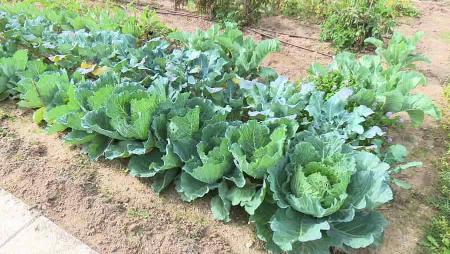 Imagen Los nuevos usuarios de los Huertos Urbanos de la avenida de Navarra...