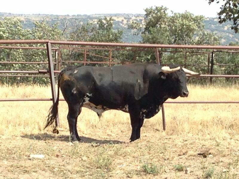 Imagen Ganadería de Torrealta