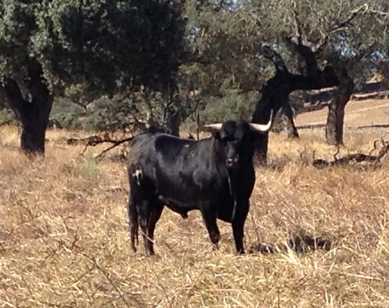 Imagen Ganadería Juan Albarrán