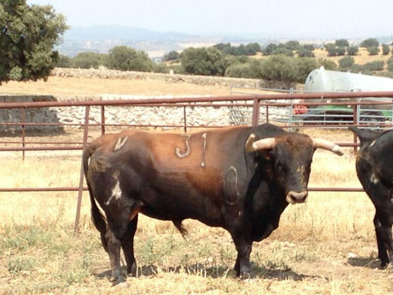 Imagen Ganadería de Torrealta