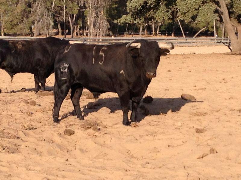 Imagen Ganadería Conde de la Maza