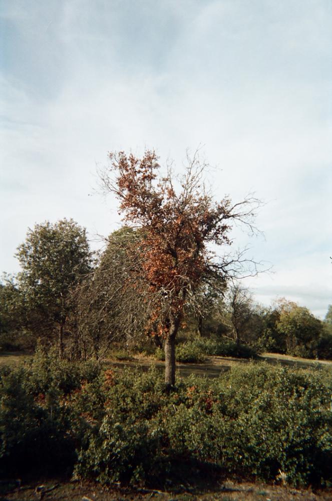 Imagen Juan de Mairena - Cristina Yerga