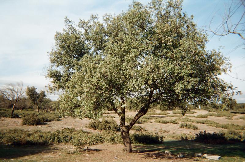 Imagen Juan de Mairena - Cristina Yerga