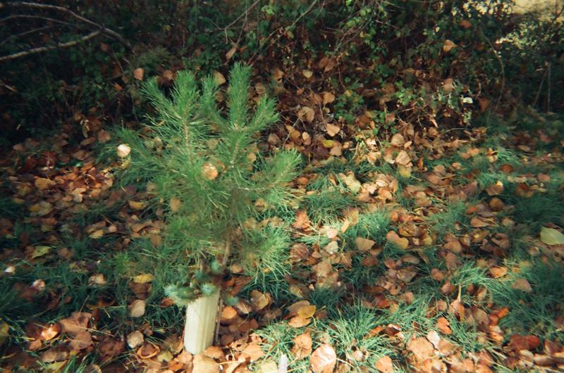 Imagen Juan de Mairena - Alejandro Velasco