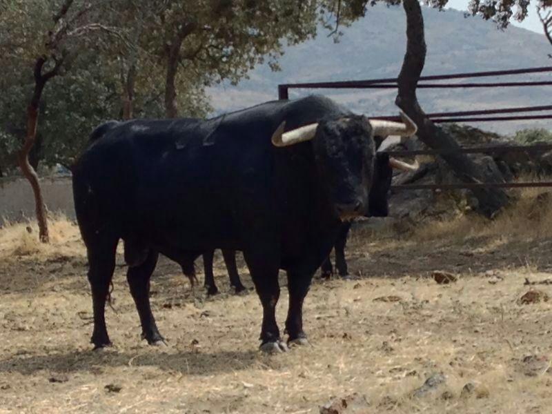 Imagen Ganadería de Victoriano del Río