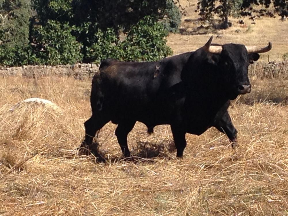Imagen Ganadería Juan Albarrán