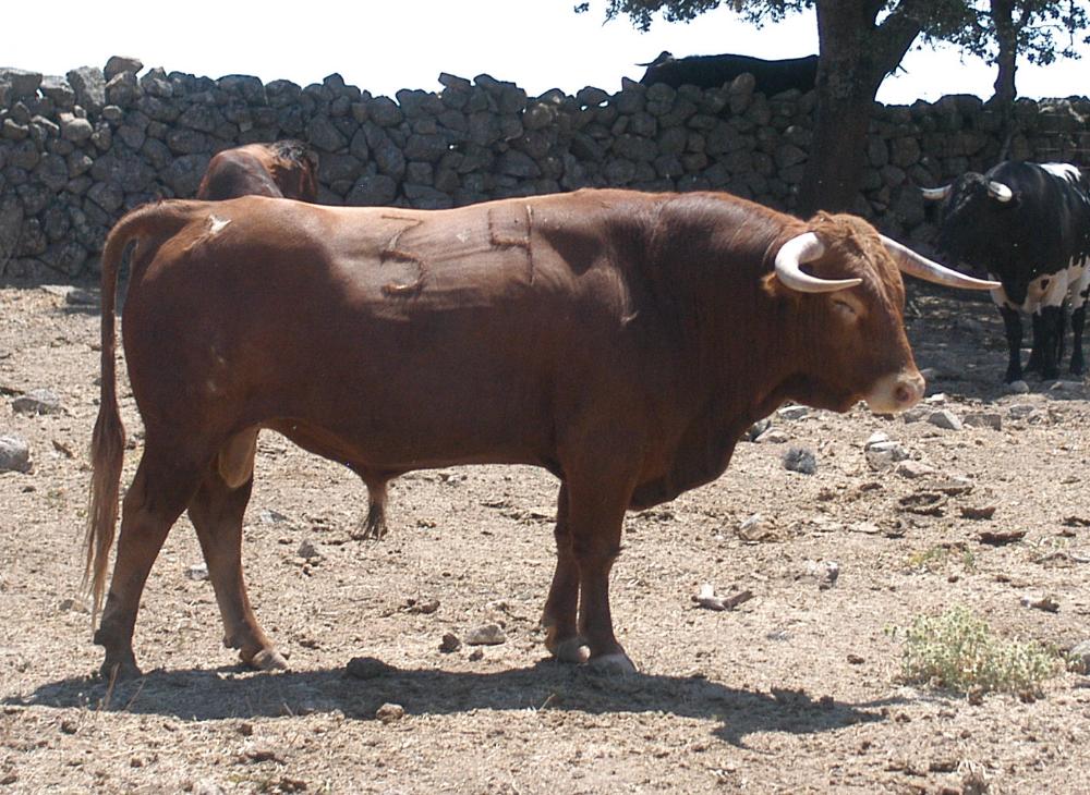 Imagen Ganadería El Estoque