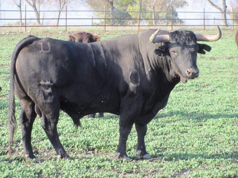 Imagen Ganadería Conde de la Maza