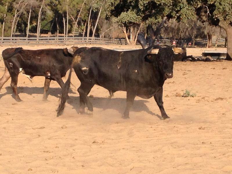 Imagen Ganadería Conde de la Maza