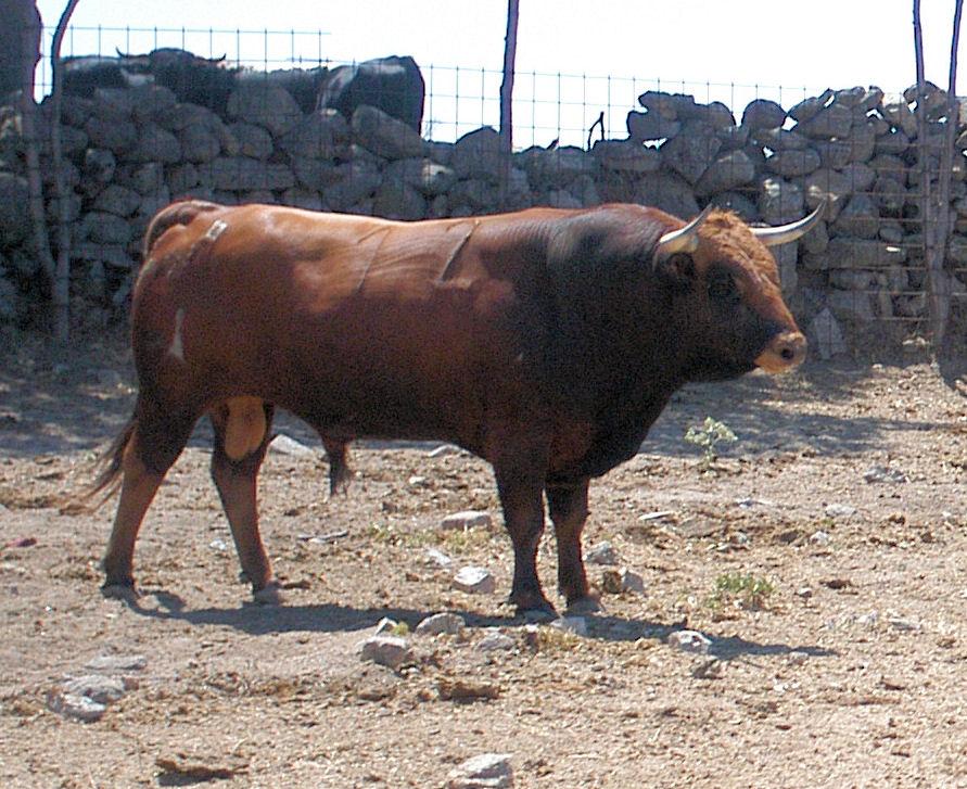 Imagen Ganadería El Estoque