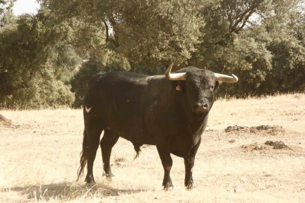 Imagen Ganadería Castillejo de Huebra