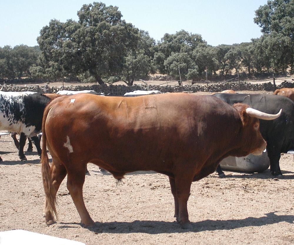 Imagen Ganadería El Estoque