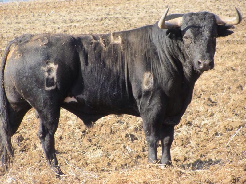 Imagen Ganadería Conde de la Maza