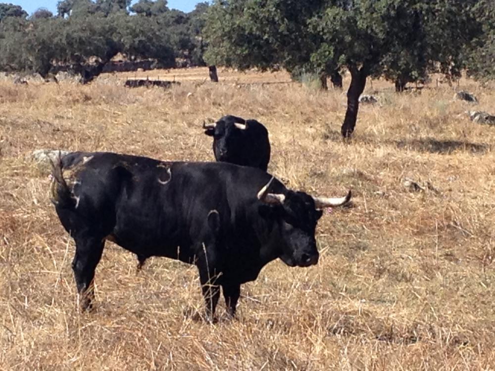 Imagen Ganadería Juan Albarrán