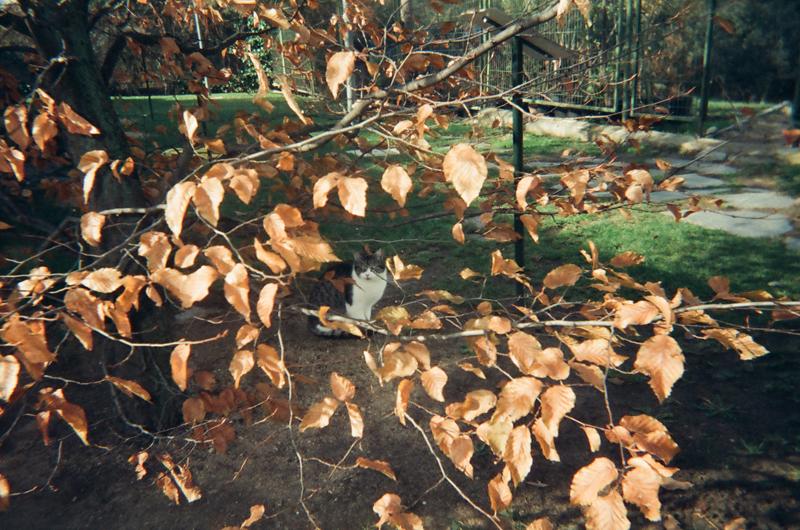 Imagen Juan de Mairena - Alberto Ayora