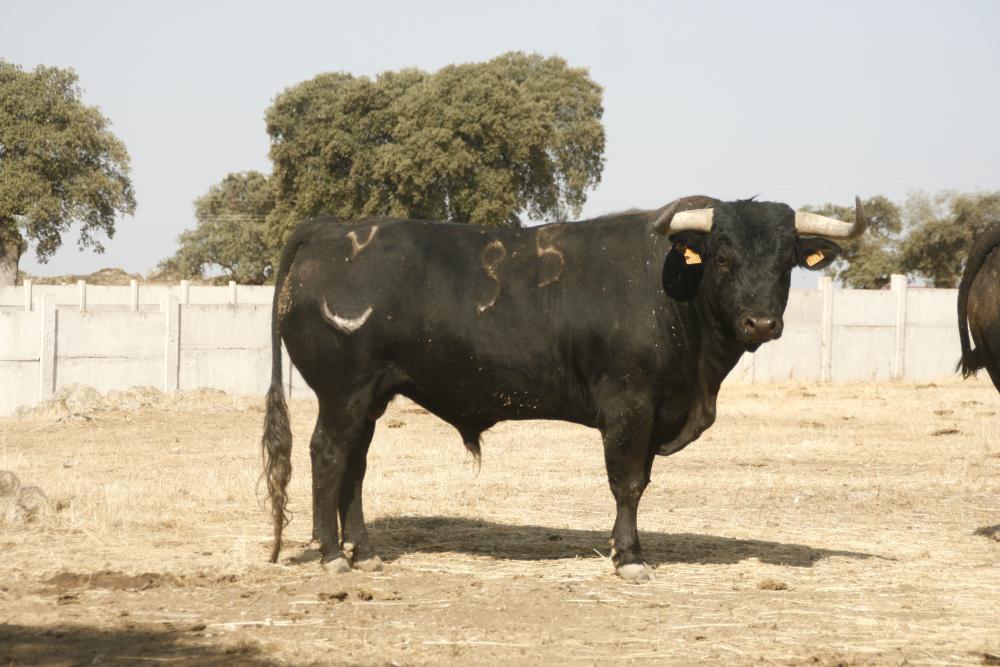 Imagen Ganadería Castillejo de Huebra