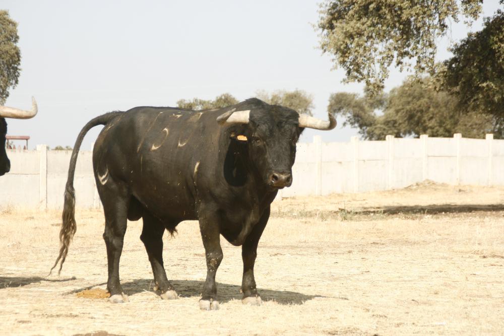 Imagen Ganadería Castillejo de Huebra