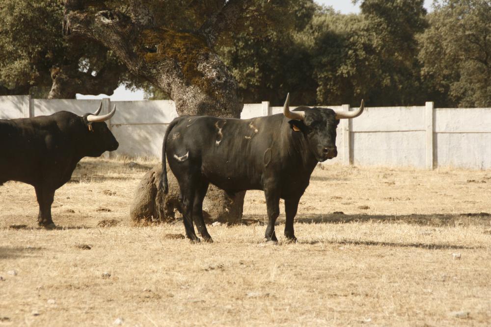 Imagen Ganadería Castillejo de Huebra