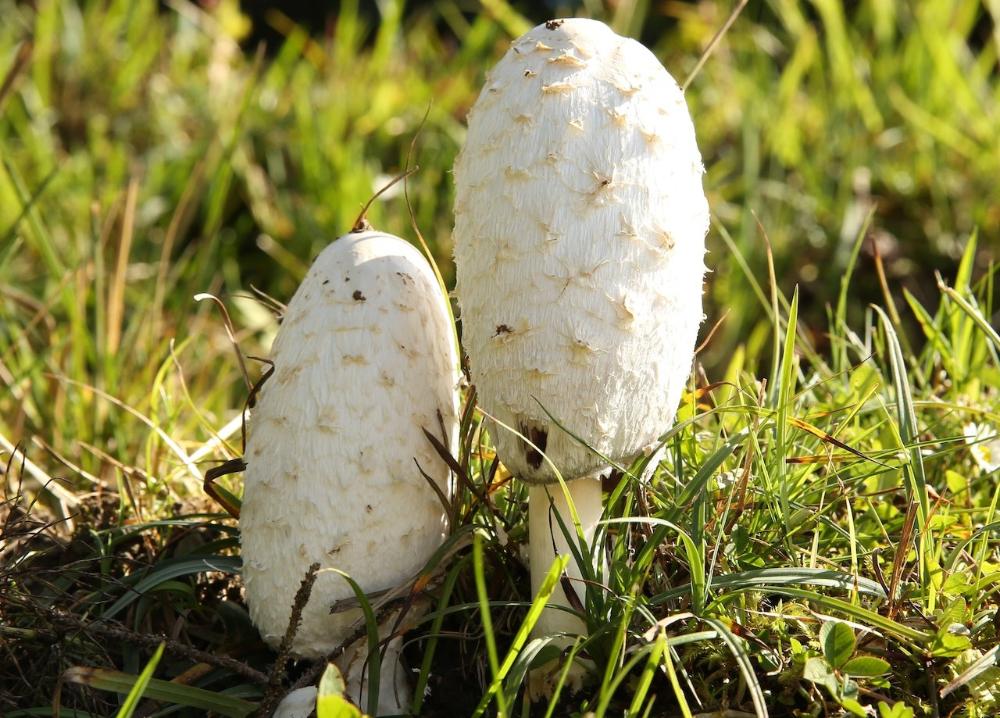 Imagen El Ayuntamiento ofrece una jornada micológica gratuita en su Aula de Naturaleza