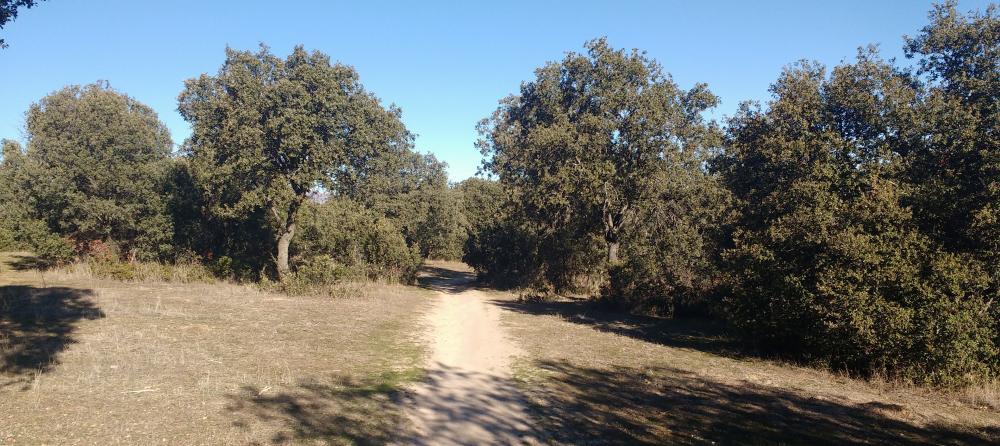 Imagen La leña generada tras los tratamientos silvícolas en la Dehesa Boyal se podrá recoger gratis
