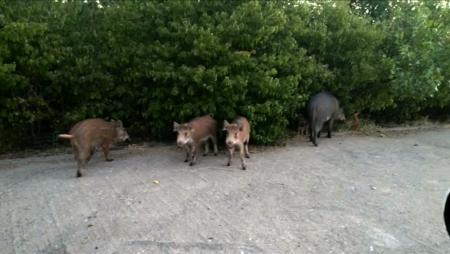 Imagen La Policía Local de Sanse vigilará la colocación de comederos para jabalíes