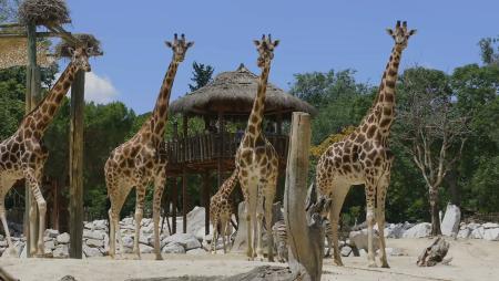 Imagen El 26 y 27 de abril, entradas para el Zoo con descuento para los vecinos...