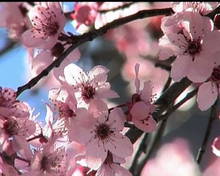 Imagen Consejos de la OMIC para la celebración de las comuniones