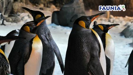 Imagen Entradas con descuento para Faunia, el espacio natural con más de 1200...