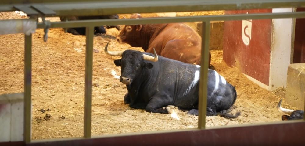 Imagen Visita a los corrales de suelta durante las fiestas