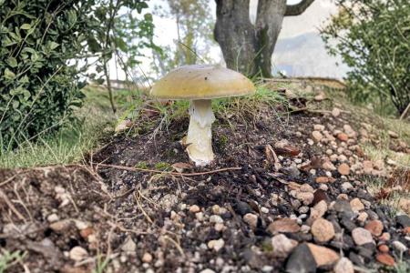 Imagen Jornada micológica con charla y paseo guiado por la Dehesa Boyal